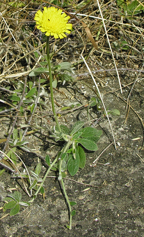 Pilosella officinarum whole