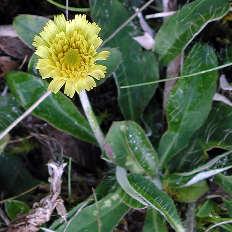 Pilosella officinarum close