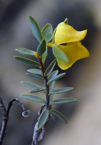 Pimelea aerugonisa close