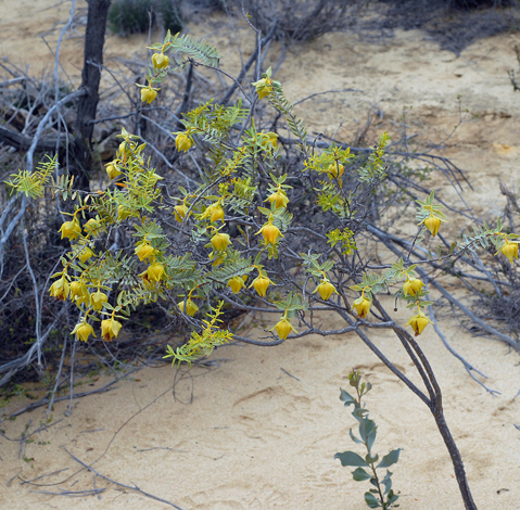 Pimelea aerugonisa whole