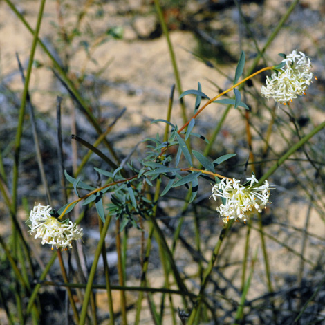 Pimelea angustifolia whole