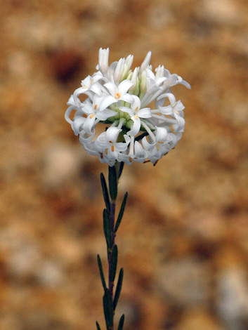 Pimelea longiflora close