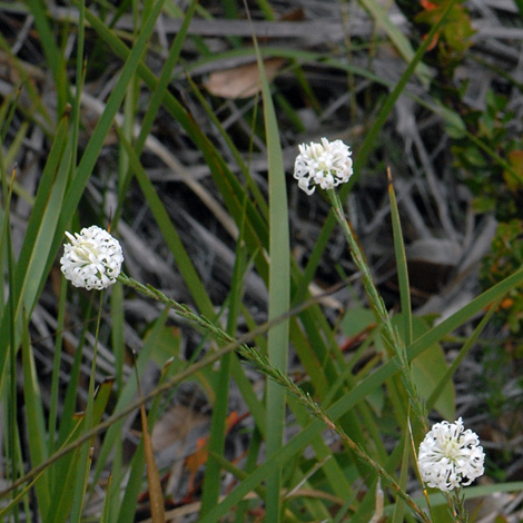 Pimelea longiflora whole