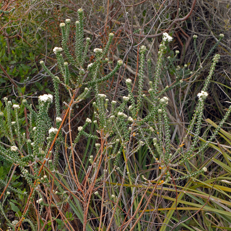 Pimelea nivea whole