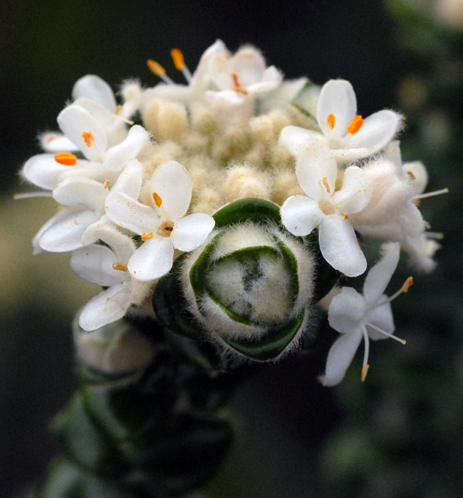 Pimelea nivea