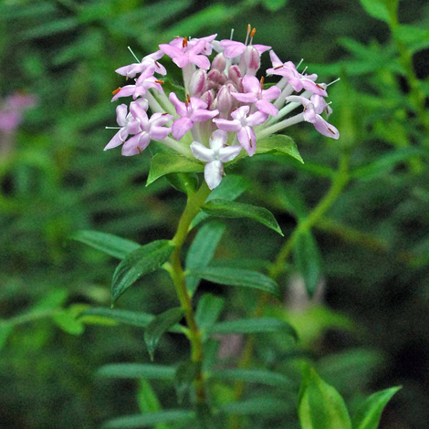 Pimelea rosea close