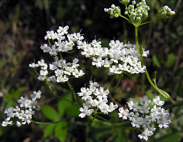 Pimpinella major