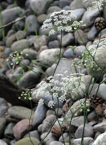 Piminella saxifraga close