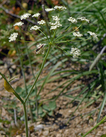 Pimpinella saxifraga close