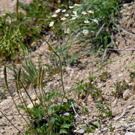 Pimpinella saxifraga whole