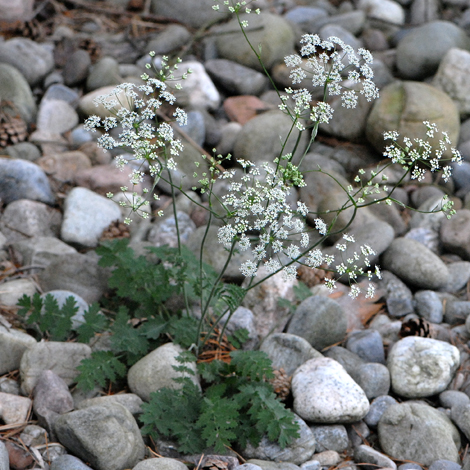 Piminella saxifraga whole