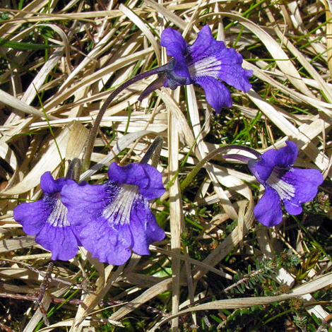 Pinguicula gradiflora whole