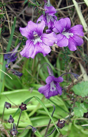 Pinguicula gradiflora close