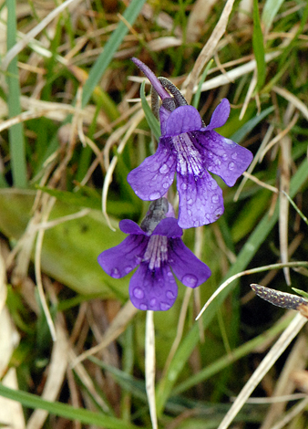 Pinguicula grandiflora Pyrenees close