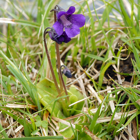 Pinguicula grandiflora Pyrenees whole
