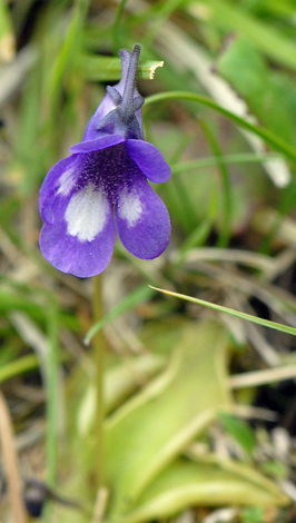 Pinguicula leptoceras close