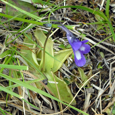 Pinguicula leptoceras whole