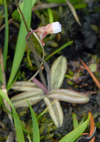 Pinguicula lusitanica whole