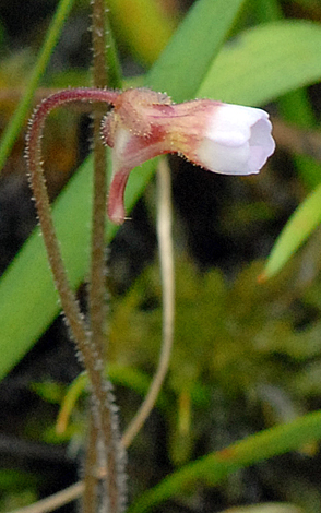 Pinguicula lusitanica close