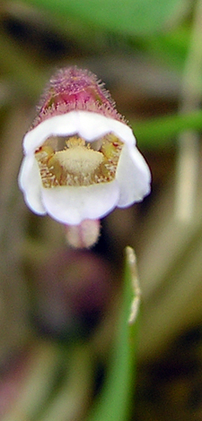 Pinguicula lusitanica front close