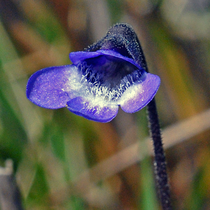 British Wild Plant Pinguicula vulgaris Common Butterwort