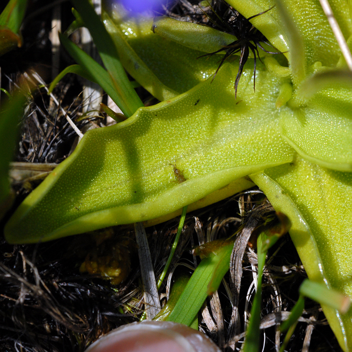British Wild Plant Pinguicula vulgaris Common Butterwort