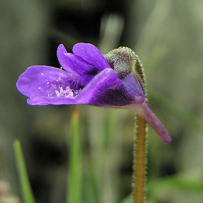 British Wild Plant Pinguicula vulgaris Common Butterwort