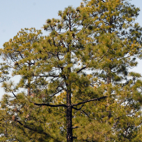 Pinus canariensis close