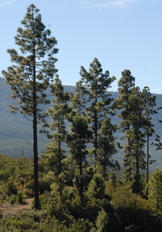 Pinus canariensis whole