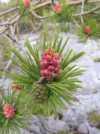 Pinus sylvestris