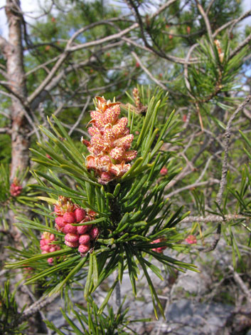 Pinus sylvestris