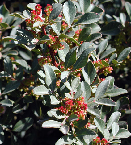 Pistacia lentiscus flowers (Cyprus)