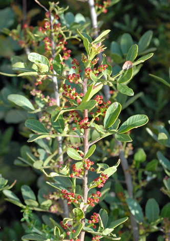 Pistacia lentiscus whole (Cyprus)