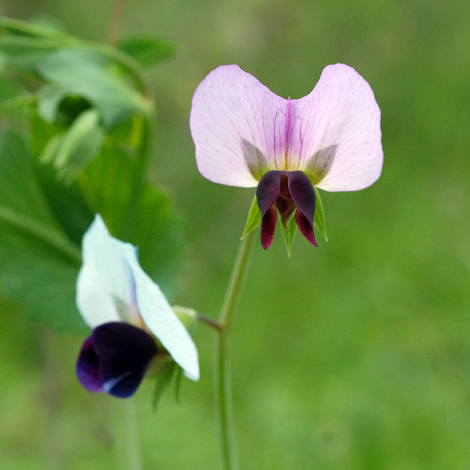 Pisum sativum close