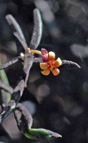 Pittosprum bicolor close