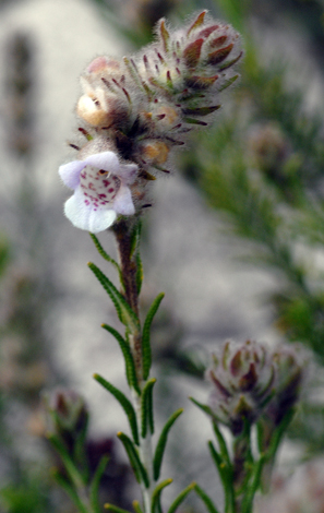 Pityrodia bartlingii close