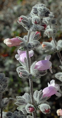 Pityrodia terminalis close