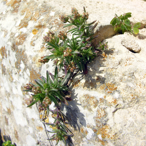 Plantago afra whole