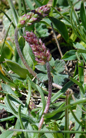 Plantago alpina close