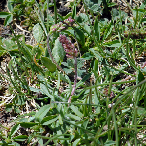 European Wild Plant: Plantago alpina Alpine Plantain