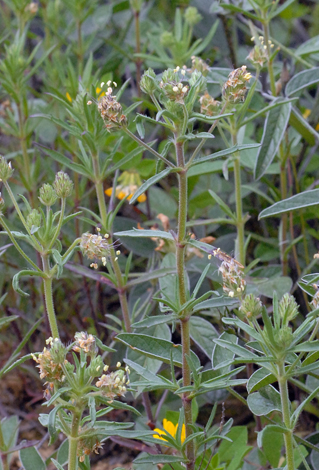 Plantago arenaria close