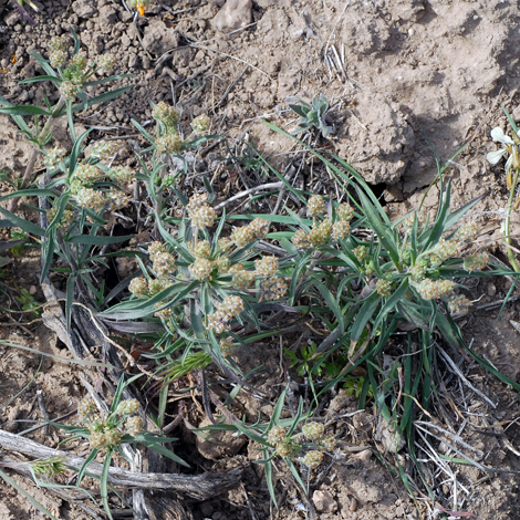 Plantago arenaria whole