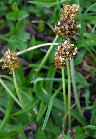 Plantago atrata close