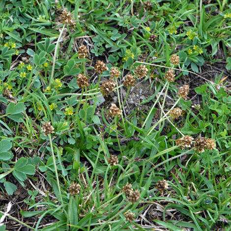 Plantago atrata whole