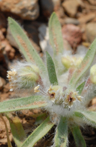 Plantago bellardii ssp deflexa close