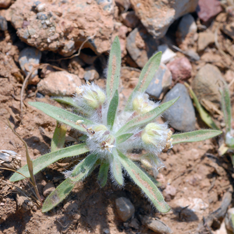 Plantago bellardii ssp deflexa whole