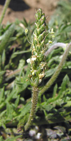 Plntagao coronopus flower