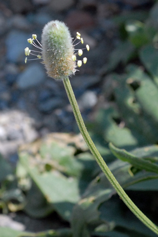 Plantago lagopus close