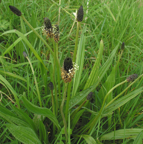 Plantagoa lanceolata whole