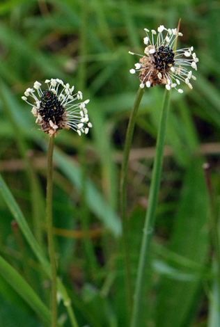 Plantagoa lanceolata close